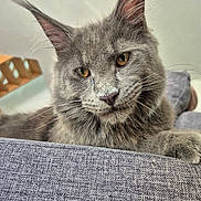 Arès participe au concours pour gagner de l'argent avec cette photo : cat, gray_cat, feline, pet, animal, close_up, indoor, couch, fur, whiskers, relaxed, amber_eyes, face, ears, paw, soft_texture, domestic_cat, furry, resting, portrait