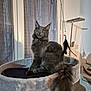 Arès a rejoint le concours — aidez-le/la à gagner de superbes lots ! cat, gray_cat, fluffy_tail, cat_tree, feather_toy, indoor, curtains, lamp, pet, feline, cozy, perched, looking_up, domestic_cat, fur, whiskers, ears, tail, relaxed, home