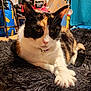 cat, calico_cat, tabby_cat, indoor, rug, furniture, curtain, floor, household_items, pet, animal, close_up, relaxed, lying_down, fur, whiskers, ears, collar, claws, domestic