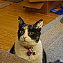 cat, calico, pet, indoor, carpet, wood_floor, cardboard_boxes, collar, tag, toy, plush_toy, elephant_toy, curious, alert, feline, animal, household, cute, whiskers, ears