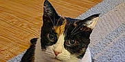 Halo is registered to the contest to win money with this photo: cat, calico, pet, indoor, collar, tag, bell, carpet, wood_floor, plush_toy, curious, animal, feline, closeup, domestic, cute, sitting, ears, whiskers, fur