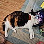cat, calico_cat, sleeping, lying_down, indoor, rug, wood_floor, pen, papers, slippers, cozy, relaxation, pet, feline, rest, domestic, floor, animal, cute, napping