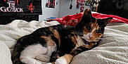 Velvet is registered to the contest to win money with this photo: cat, calico, pet, indoor, blanket, bed, feline, resting, cozy, cute, animal, fur, whiskers, collar, domestic, relaxing, home, comfort, cute_pet, mammal
