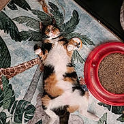 Velvet joined the competition — help win amazing prizes! cat, calico_cat, lying_down, wide_eyes, rug, jungle_theme, toy_mouse, scratching_pad, indoor, pet, fur, whiskers, paw, tail, animal, relaxed, playful, carpet, colorful, domestic