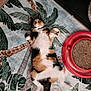 cat, calico_cat, lying_down, wide_eyes, rug, jungle_theme, toy_mouse, scratching_pad, indoor, pet, fur, whiskers, paw, tail, animal, relaxed, playful, carpet, colorful, domestic