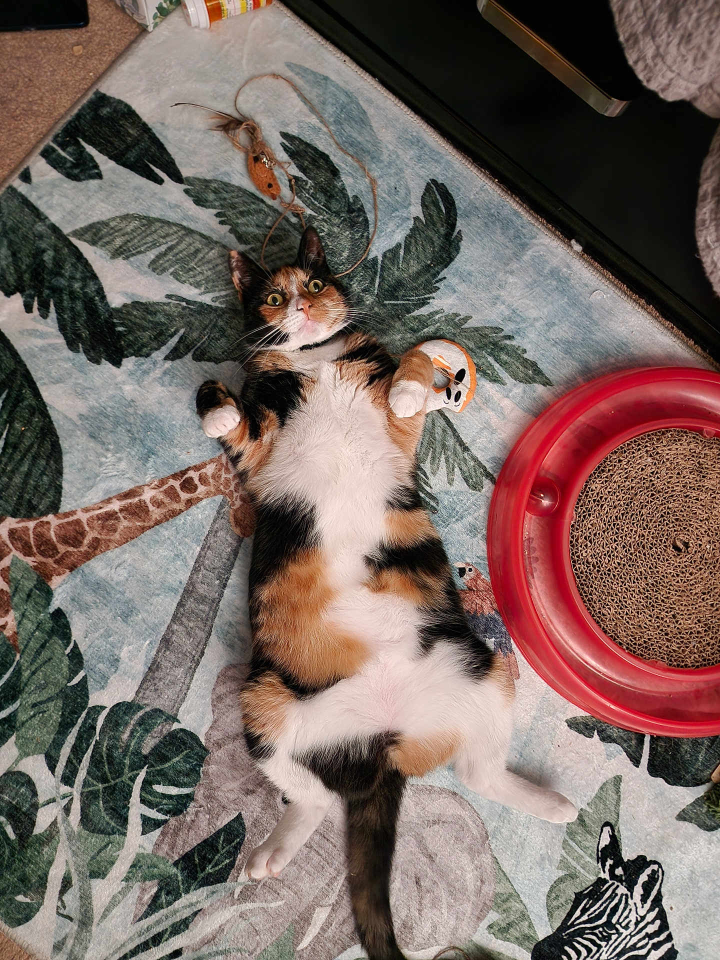 Velvet joined the competition — help win amazing prizes! cat, calico_cat, lying_down, wide_eyes, rug, jungle_theme, toy_mouse, scratching_pad, indoor, pet, fur, whiskers, paw, tail, animal, relaxed, playful, carpet, colorful, domestic