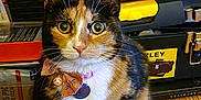 Velvet is registered to the contest to win money with this photo: animal, bell, bow, calico, cat, closeup, collar, container, curious, domestic_cat, ears, eyes, feline, indoor, paw, pet, sitting, toolbox, whiskers, wood_floor