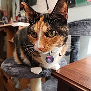 Velvet joined the competition — help win amazing prizes! bell, calico_cat, cat, cat_tree, close_up, collar_tag, cozy, curious, feline, fur, green_eyes, home_interior, indoor, paw, pet, portrait, poster, shelf, whiskers, wooden_table