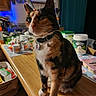 Velvet is registered to the contest to win money with this photo: bell, calico_cat, cat, closeup, clutter, collar, countertop, curious, fur, indoor, jars, kitchen, medicine_bottles, paws, pet, portrait, protein_container, sitting, table, whiskers