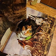 Velvet joined the competition — help win amazing prizes! cat, calico_cat, green_eyes, collar, bell, rug, horse_rug, wood_floor, curtain, door, indoor, pet, animal, looking_up, flooring, domestic, fur, whiskers, home, cozy