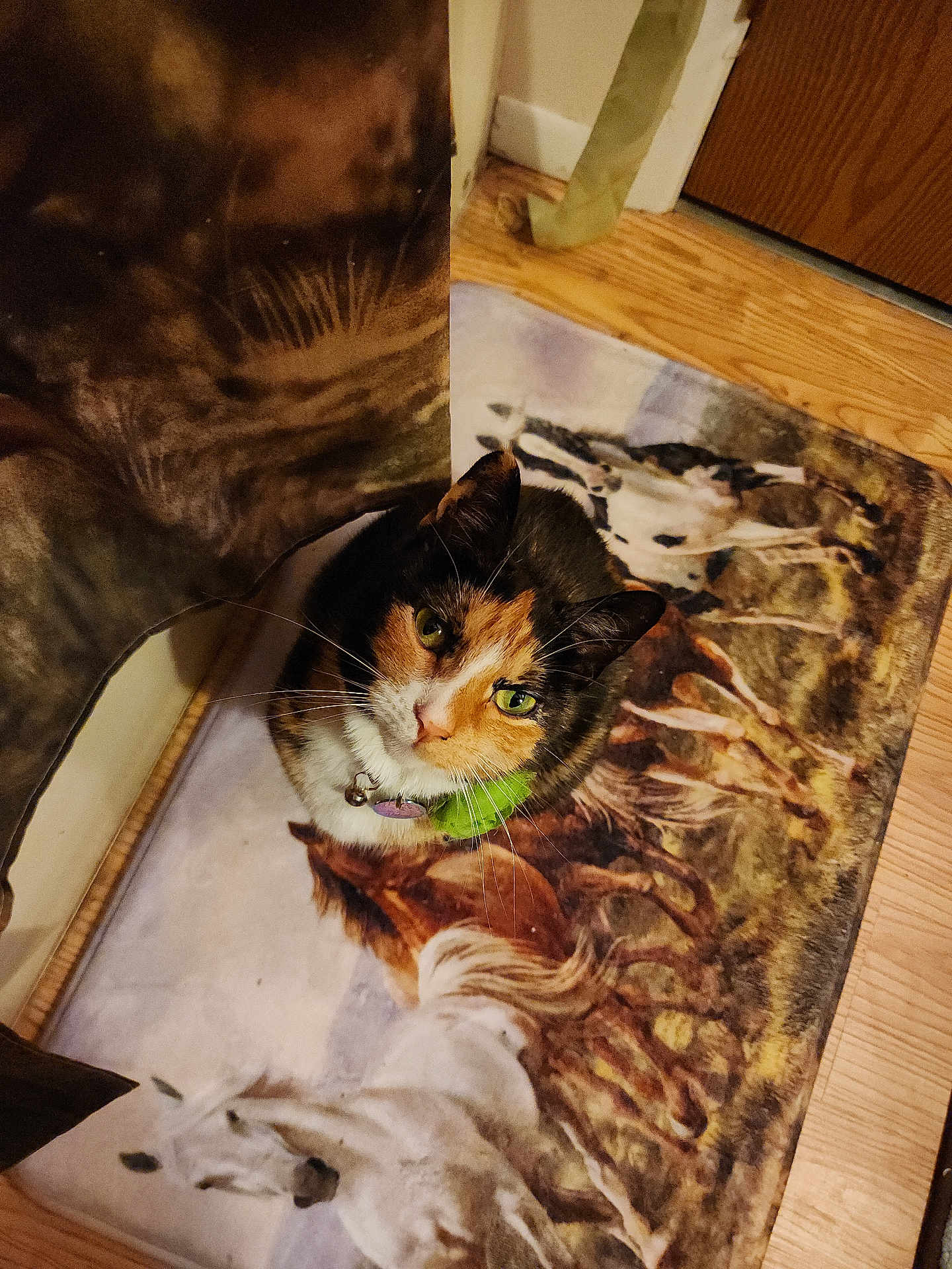 Velvet joined the competition — help win amazing prizes! cat, calico_cat, green_eyes, collar, bell, rug, horse_rug, wood_floor, curtain, door, indoor, pet, animal, looking_up, flooring, domestic, fur, whiskers, home, cozy