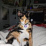 Velvet is registered to the contest to win money with this photo: cat, calico, pet, indoor, bed, blanket, fur, whiskers, collar, tag, bell, resting, unimpressed, feline, cozy, room, posters, figurines, furniture, dim_light