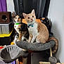 Velvet is registered to the contest to win money with this photo: animal, black_cat, calico_cat, cat, cat_tree, cats, collar, curious, domestic_animal, ears, eyes, feline, fur, indoor, orange_cat, pet, pets, playful, sitting, whiskers