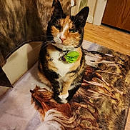 Velvet is registered to the contest to win money with this photo: cat, calico_cat, pet, indoor, collar, flower_collar, feline, animal, floor, rug, horse_rug, wood_floor, door, curtain, domestic_animal, sitting, close_up, portrait, fur, whiskers