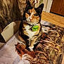 cat, calico_cat, pet, indoor, collar, flower_collar, feline, animal, floor, rug, horse_rug, wood_floor, door, curtain, domestic_animal, sitting, close_up, portrait, fur, whiskers