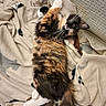 Dandelion is registered to the contest to win money with this photo: blanket, calico_cat, cat, closeup, couch, cozy, fur, indoor, kitten, lying_down, nap, patterned_blanket, paws, pet, portrait, relaxed, sofa, soft_texture, tail, whiskers
