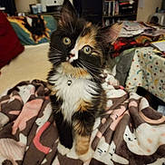 Dandelion is registered to the contest to win money with this photo: animal, bell, blanket, bookshelf, calico, cat, cat_pattern, clutter, collar, cozy, curious, cute, domestic_cat, fluffy, furniture, indoor, kitten, pet, portrait, young