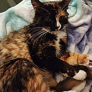 Dandelion is registered to the contest to win money with this photo: bed, blanket, calico, cat, close_up, cozy, cute, domestic_cat, ears, feline, fur, indoor, long_haired, paws, pet, portrait, relaxed, resting, tortoiseshell, whiskers