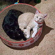 Momento Mori is registered to the contest to win money with this photo: bell, black_cat, cardboard_scratcher, carpet, cat, cat_bed, cats, circular_bed, collar, cozy, cream_cat, cuddle, feline, indoor, kitten, looking_up, pair, paws, pet, pets