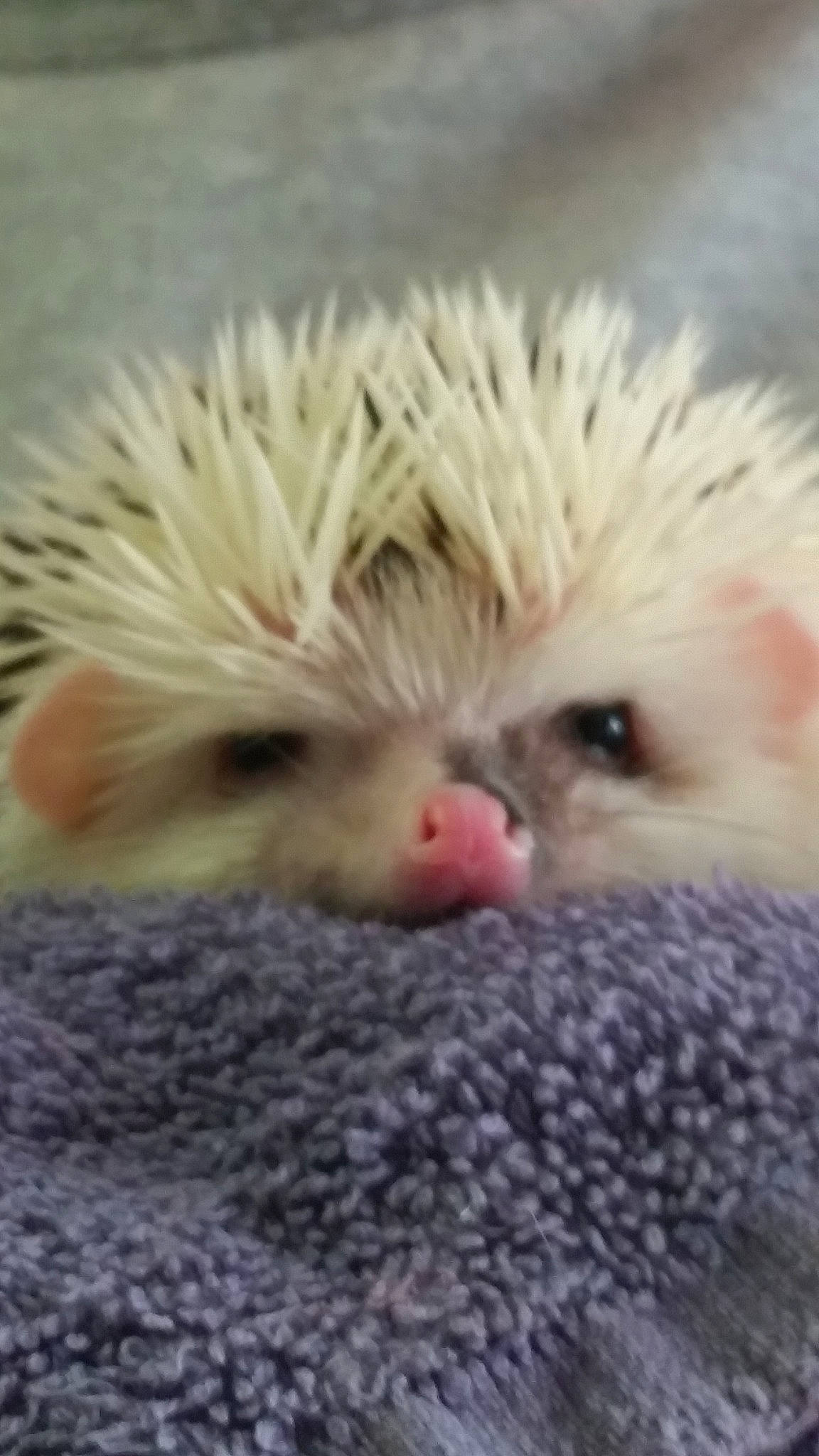 Miles is registered to the contest to win money with this photo: close_up, domesticated_hedgehog, ear, echidna, erinaceidae, fawn, fur, hedgehog, iris, mammal, monotreme, nose, porcupine, rodent, skin, snout, whiskers