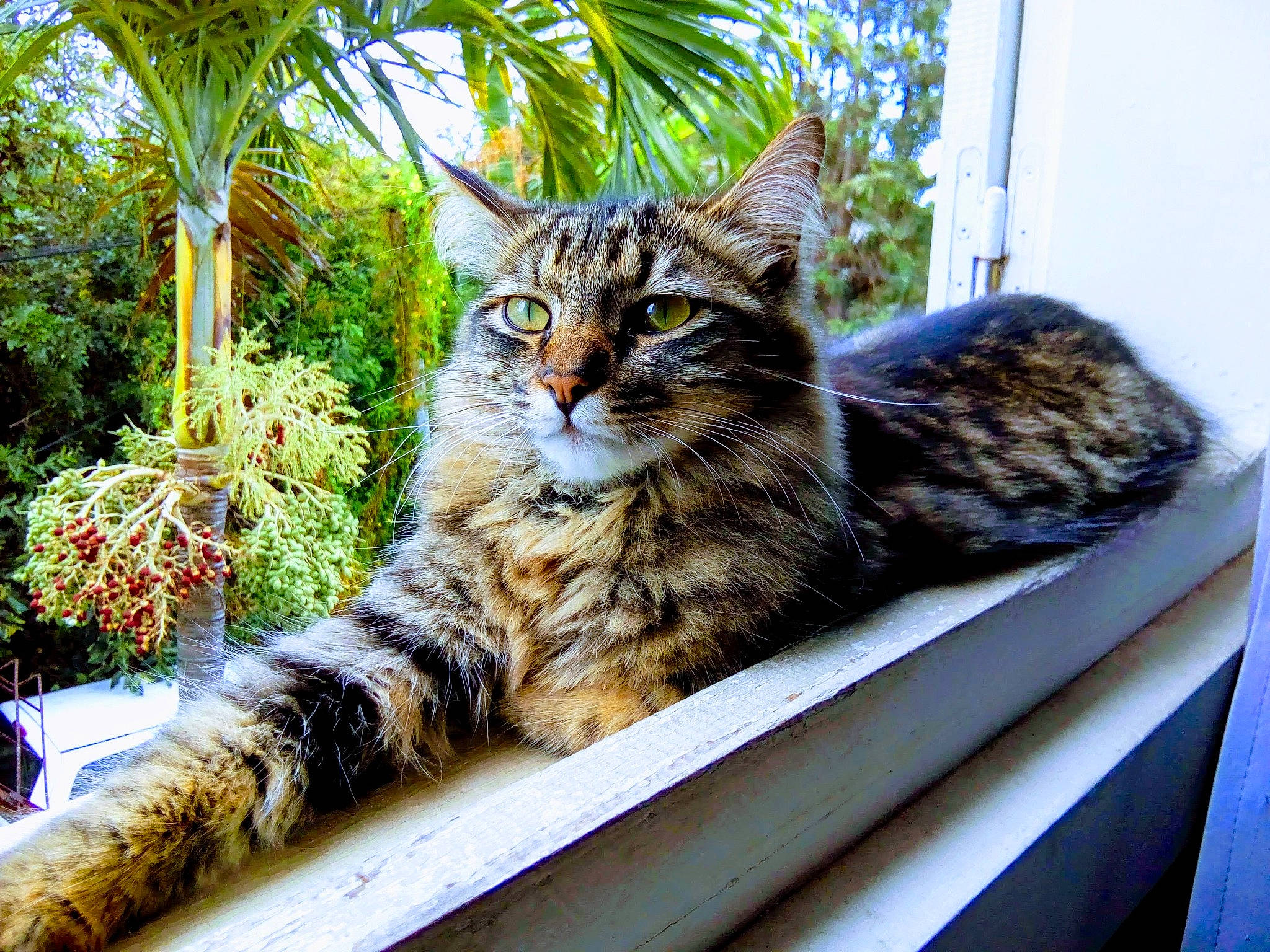 Aramis a rejoint le concours — aidez-le/la à gagner de superbes lots ! arecales, carnivore, cat, domestic_short_haired_cat, eye, felidae, fur, grass, houseplant, palm_tree, plant, sitting, small_to_medium_sized_cats, snout, tail, terrestrial_animal, tree, whiskers, wildlife, window