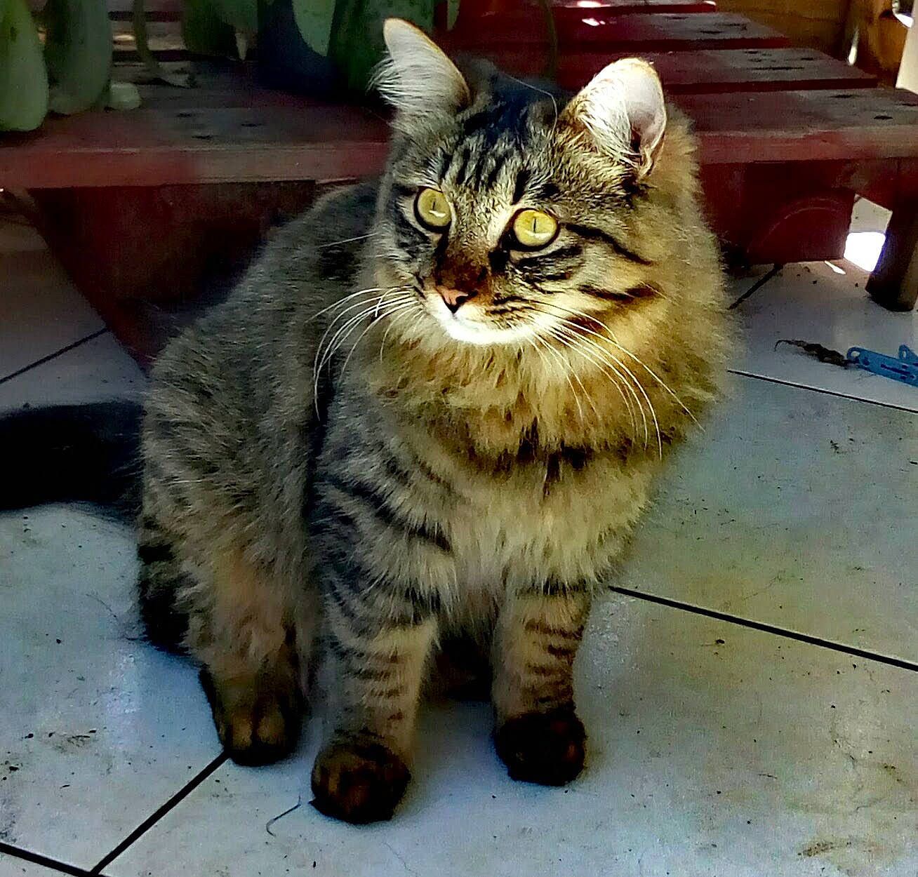 Aramis participe au concours pour gagner de l'argent avec cette photo : automotive_tire, carnivore, cat, claw, domestic_short_haired_cat, felidae, flooring, flowerpot, fur, houseplant, maine_coon, paw, road_surface, sitting, small_to_medium_sized_cats, snout, tail, terrestrial_animal, whiskers, wildlife