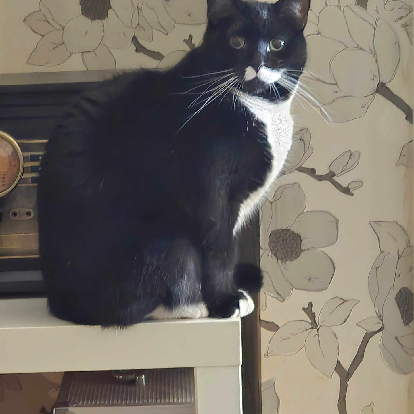 Neddy joined the competition — help win amazing prizes! abyssinian, animal, architecture, art, blackcat, building, cat, drawer, egyptiancat, electronics, face, furniture, head, kitten, manx, painting, person, pet, plywood, wall