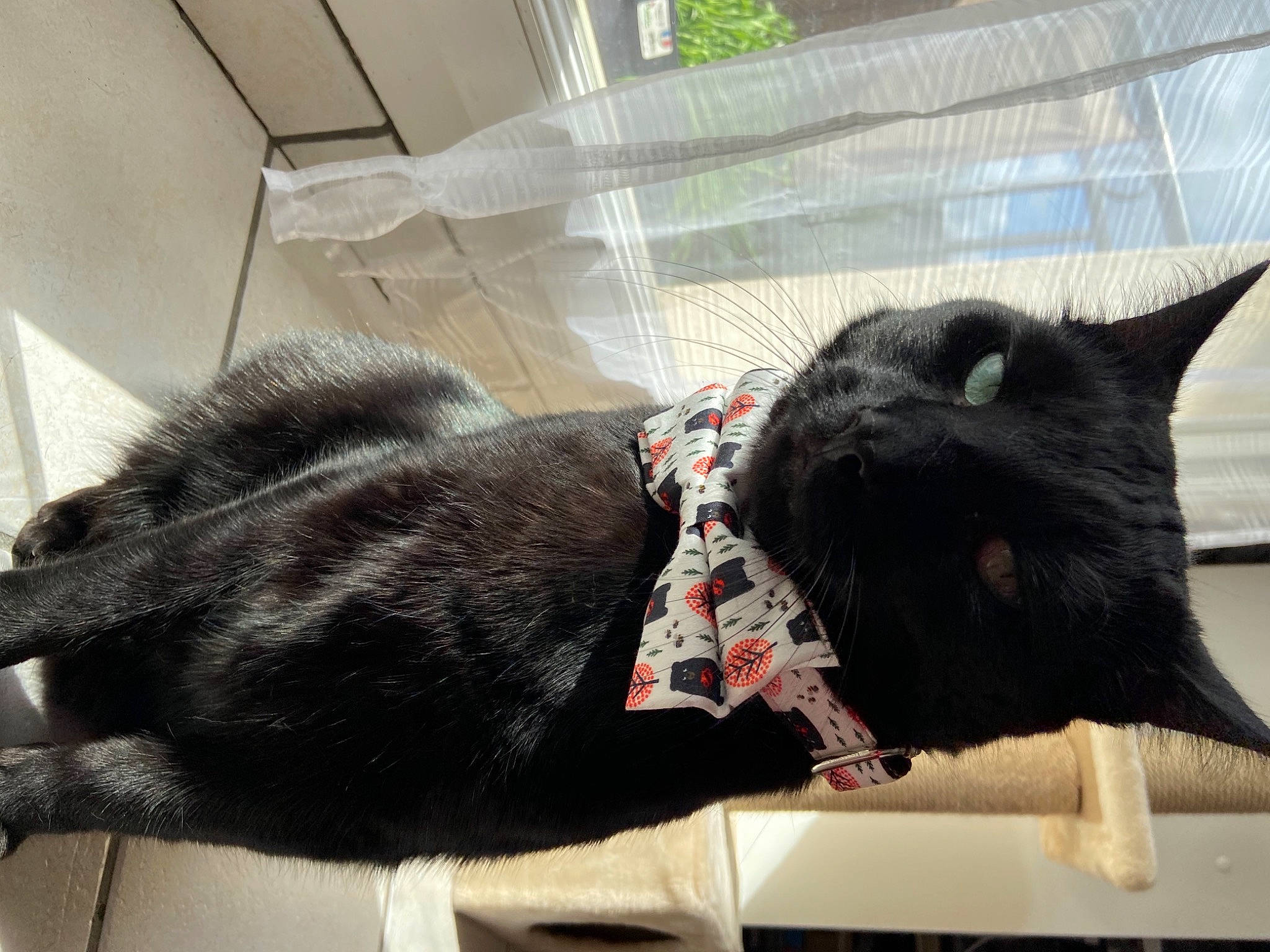 Olaf a rejoint le concours — aidez-le/la à gagner de superbes lots ! black_cat, canidae, carnivore, cat, cat_supply, claw, comfort, dog_breed, domestic_short_haired_cat, felidae, fur, grey, nap, natural_material, small_to_medium_sized_cats, snout, sporting_group, tail, terrestrial_animal, whiskers