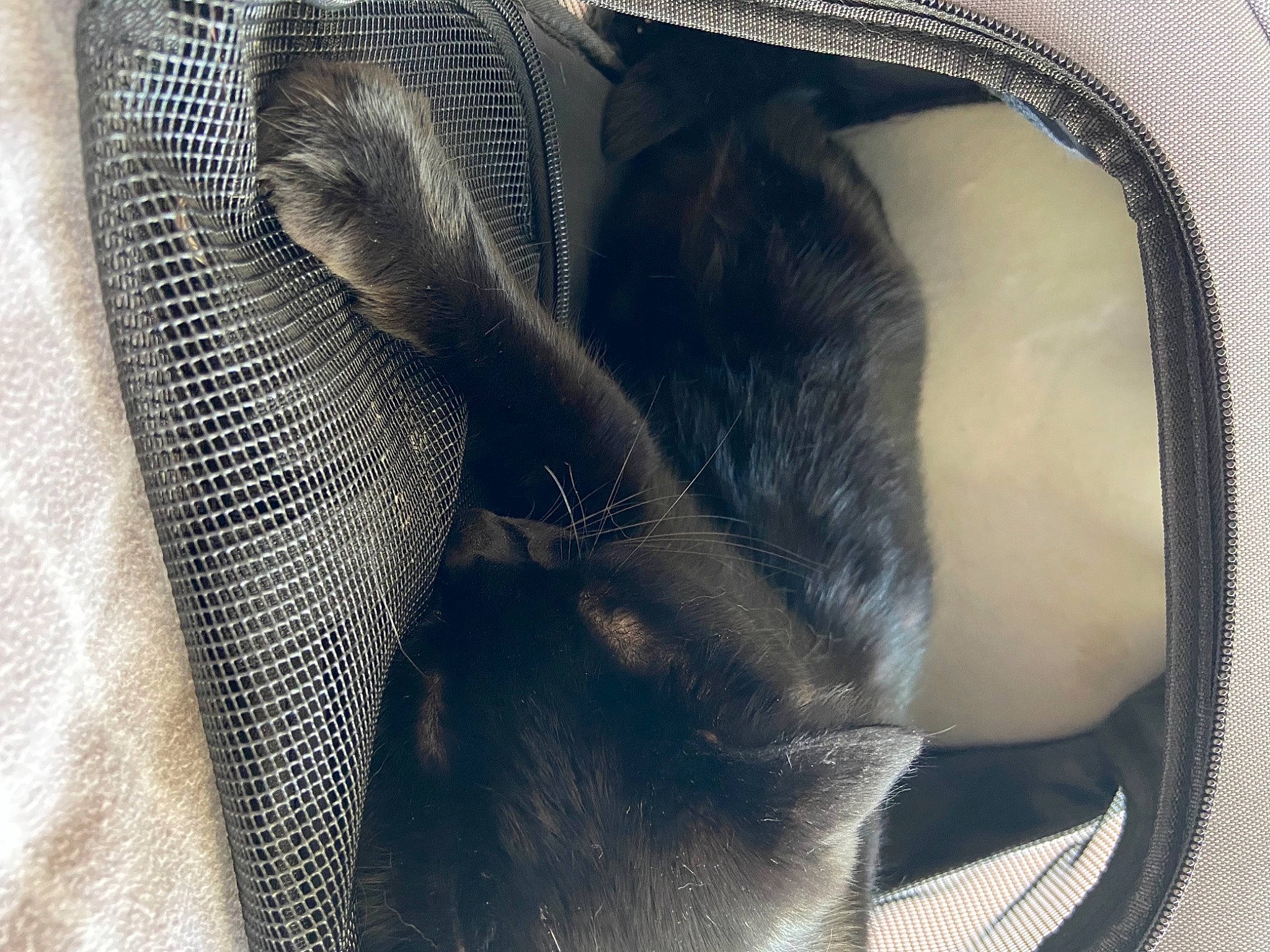 Olaf participe au concours pour gagner de l'argent avec cette photo : auto_part, bag, comfort, electric_blue, fashion_accessory, fur, grey, hat, human_leg, leather, metal, pattern, personal_protective_equipment, terrestrial_animal, transparent_material, window, wrinkle