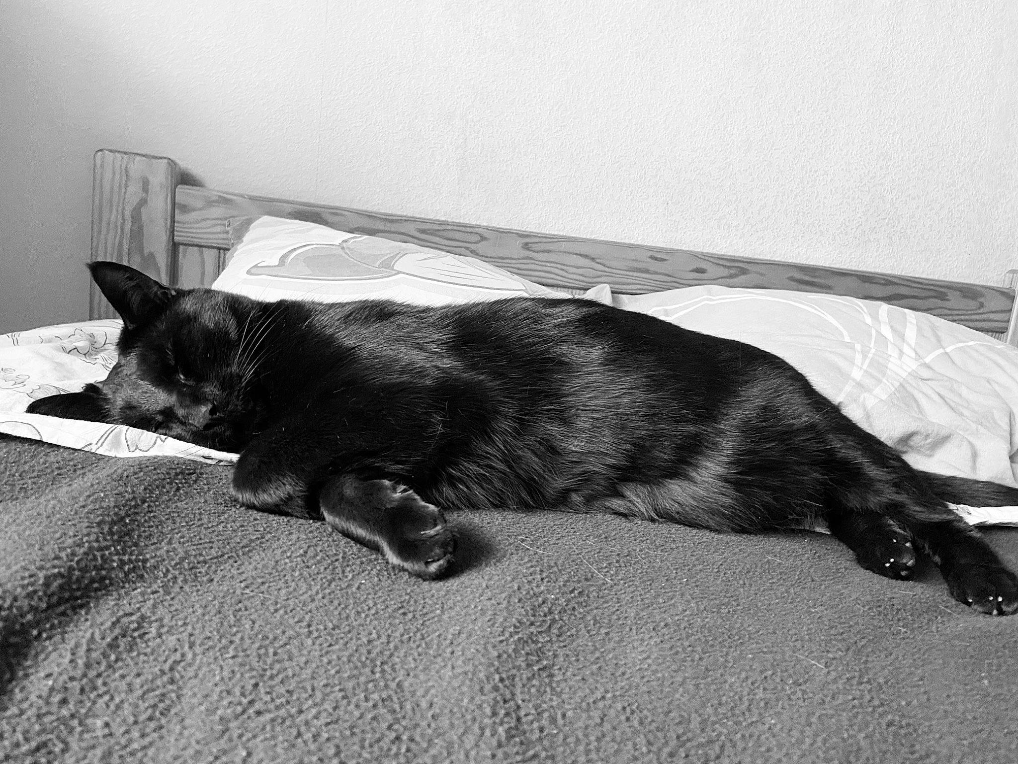 Olaf a rejoint le concours — aidez-le/la à gagner de superbes lots ! black_and_white, black_cat, canidae, carnivore, cat, comfort, dog_breed, domestic_short_haired_cat, felidae, fur, grey, monochrome, monochrome_photography, room, small_to_medium_sized_cats, snout, sporting_group, tail, tints_and_shades, whiskers