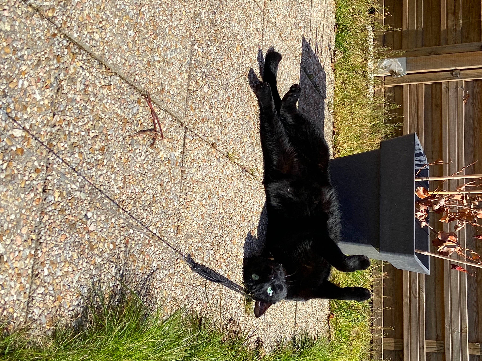 Olaf a rejoint le concours — aidez-le/la à gagner de superbes lots ! art, black_cat, canidae, carnivore, dog, dog_breed, felidae, grass, plant, shadow, small_to_medium_sized_cats, sporting_group, tail, tints_and_shades, tree, trunk, twig, wildlife, window, wood