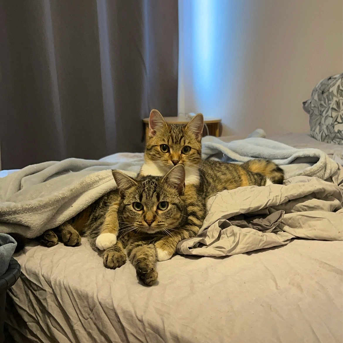 Maya Et Mia participe au concours pour gagner de l'argent avec cette photo : abyssinian, animal, bed, bedroom, bedsheet, blanket, cat, couch, cushion, dormroom, furniture, homedecor, indoors, interiordesign, kitten, linen, manx, pet, quilt, room