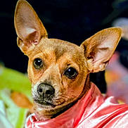 Lil' Bit is registered to the contest to win money with this photo: dog, small_dog, ears, large_ears, brown_fur, black_nose, black_eyes, pet, animal, portrait, close_up, silky_cloth, pink_cloth, cute, indoors, soft_focus, fur, adorable, looking, expression