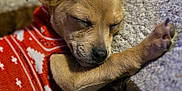 Lil' Bit is registered to the contest to win money with this photo: adorable, animal, closeup, comfort, cozy, cushion, cute, dog, fur, indoor, paw, pet, puppy, red_sweater, relaxed, rest, sleeping, small, soft, warm