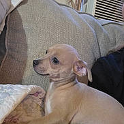 Lil' Bit is registered to the contest to win money with this photo: air_conditioner, animal, blanket, comfort, couch, cute, dog, domestic_animal, furniture, home, human_arm, indoor, pet, puppy, quilt, relaxing, resting, small_dog, tan, young_dog