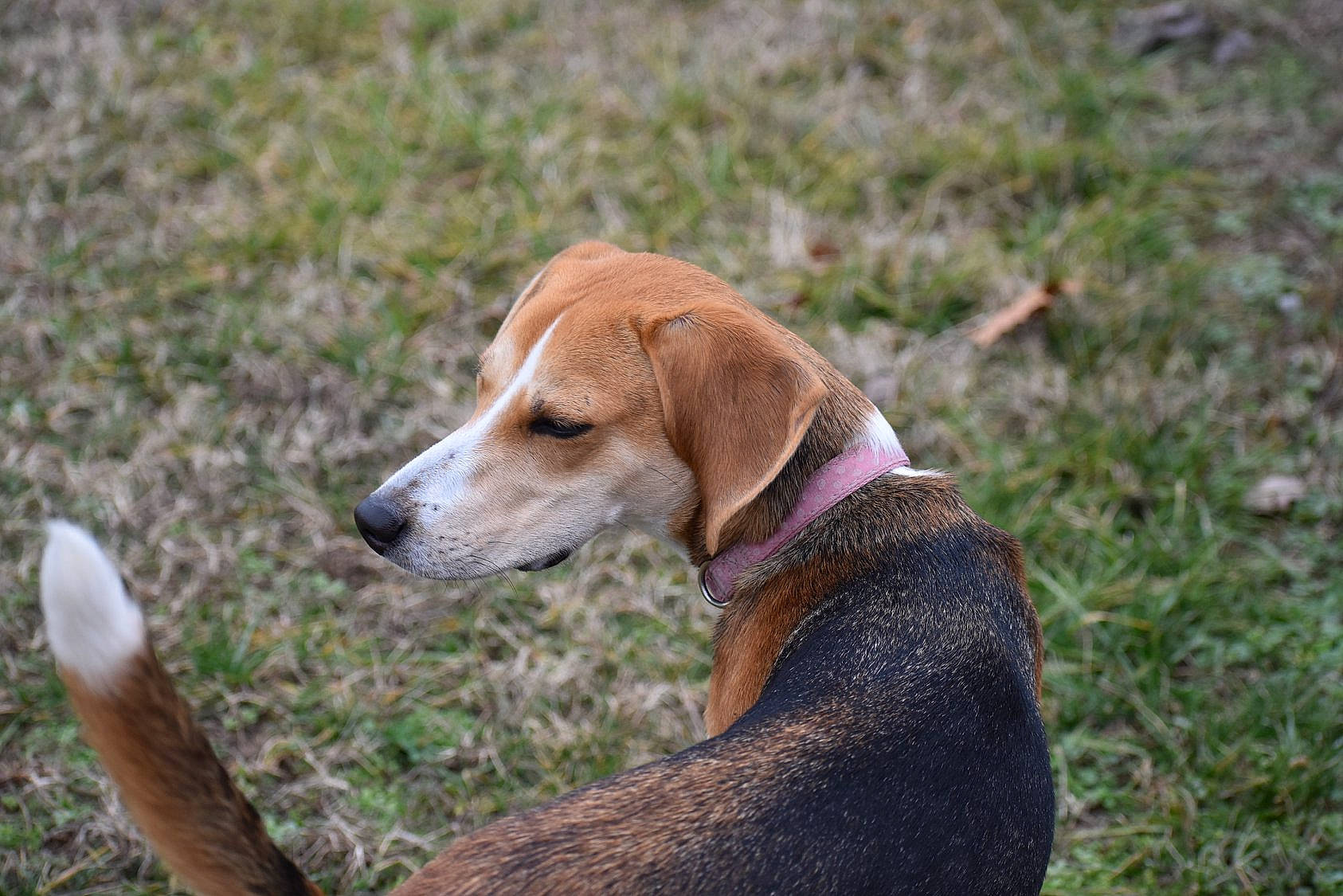 Penny joined the competition — help win amazing prizes! american_foxhound, beagle, beagle_harrier, canidae, carnivore, dog, dog_breed, english_foxhound, estonian_hound, finnish_hound, grand_anglo_francais_tricolore, hamiltonstovare, harrier, hunting_dog, mammal, posavac_hound, rare_breed_dog, serbian_tricolour_hound, snout, vertebrate