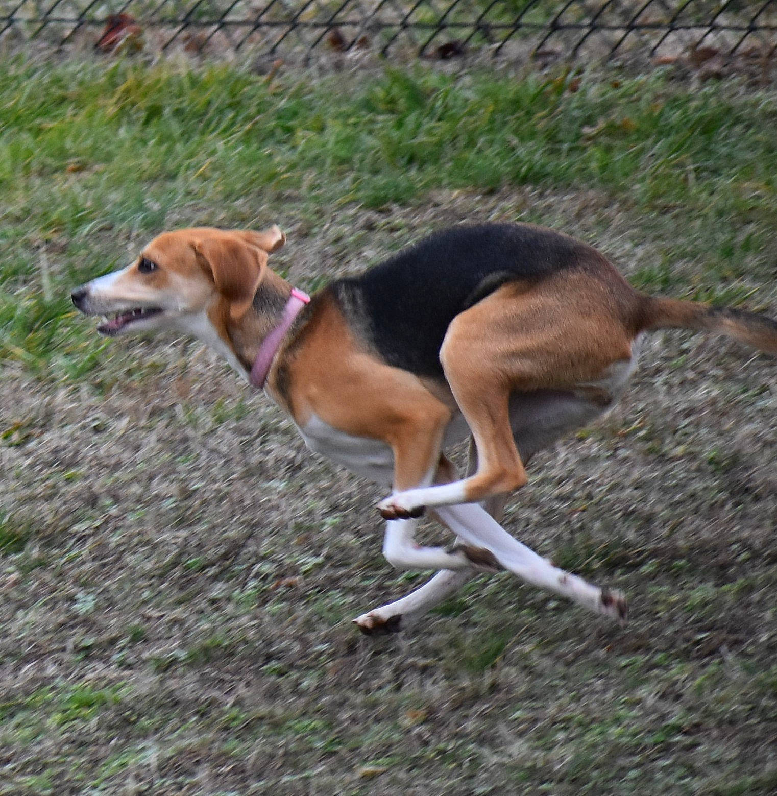 Penny joined the competition — help win amazing prizes! american_foxhound, beagle, beagle_harrier, canidae, carnivore, dog, dog_breed, english_foxhound, estonian_hound, finnish_hound, grand_anglo_francais_tricolore, hamiltonstovare, harrier, hound_trailing, hunting_dog, mammal, posavac_hound, serbian_tricolour_hound, treeing_walker_coonhound, vertebrate
