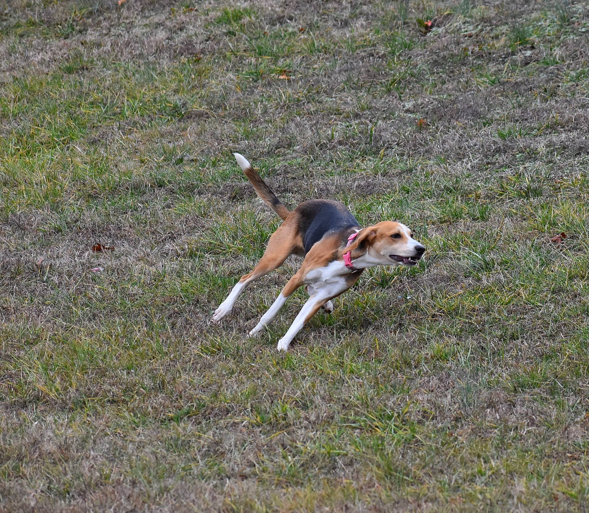 Penny joined the competition — help win amazing prizes! american_foxhound, beagle, beagle_harrier, canidae, carnivore, dog, dog_breed, english_foxhound, estonian_hound, finnish_hound, grand_anglo_francais_tricolore, hamiltonstovare, harrier, hound_trailing, hunting_dog, mammal, posavac_hound, serbian_tricolour_hound, treeing_walker_coonhound, vertebrate