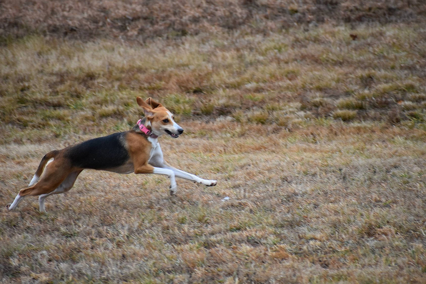 Penny joined the competition — help win amazing prizes! canidae, carnivore, dog, dog_breed, dog_sports, estonian_hound, finnish_hound, greyhound, hamiltonstovare, harrier, hound, hound_trailing, hunting_dog, lure_coursing, mammal, saluki, serbian_hound, serbian_tricolour_hound, sighthound, vertebrate