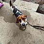 Stryker is registered to the contest to win money with this photo: beagle, brown_white_coat, collar, concrete, curious, dirt, dog, eyes, human_foot, leash, looking_up, outdoor, paw, pet, porch, shadow, shoe, steps, tail, texture