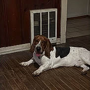 Stryker is registered to the contest to win money with this photo: baseboard, basset_hound, brown_and_white, collar, dog, dog_tag, doorway, floorboards, hardwood, heating_vent, home_interior, indoor, lying_down, pet, relaxed, spotted, tile_floor, tongue_out, wall_paneling, wood_floor