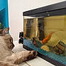 animal, aquarium, blue_gravel, cat, closeup, curious, decorations, feline, fish, fish_tank, goldfish, indoor, orange_fish, paw, pet, relaxing, sleepy, table, tank, water