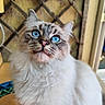 Appy participe au concours pour gagner de l'argent avec cette photo : animal, background, blue_eyes, cat, closeup, curious, cute, domestic_cat, feline, fluffy, fur, indoor, lattice, looking_up, pet, pink_nose, portrait, soft_light, tabby, whiskers