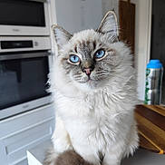 Appy participe au concours pour gagner de l'argent avec cette photo : cat, blue_eyes, fluffy_fur, sitting, kitchen, appliances, counter, domestic_animal, pet, indoor, curious, portrait, white_fur, brown_fur, feline, animal, closeup, whiskers, soft_light, household