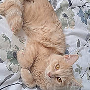 Nougat participe au concours pour gagner de l'argent avec cette photo : cat, fluffy, orange_cat, pet, animal, bed, floral_pattern, curled_up, cute, feline, whiskers, ears, paws, domestic_cat, looking_up, relaxed, indoor, soft, sleepy, cozy