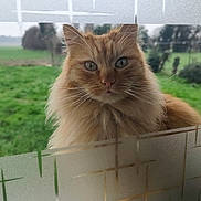 Fifille a rejoint le concours — aidez-le/la à gagner de superbes lots ! cat, orange_cat, fluffy, window, glass, frosted_glass, green_field, outdoor, pet, animal, whiskers, ears, fur, nature, looking, closeup, domestic_cat, mammal, curious, face