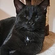Reglise participe au concours pour gagner de l'argent avec cette photo : black_cat, cat, pet, feline, indoor, cat_tree, fur, whiskers, relaxed, animal, mammal, cute, domestic_cat, resting, soft_texture, close_up, portrait, ears, eyes