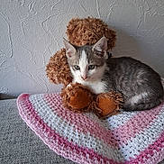 Opale a rejoint le concours — aidez-le/la à gagner de superbes lots ! animal, blanket, cat, companion, couch, cozy, cute, feline, gray, indoor, kitten, knitted, pet, pink, resting, soft, stuffed_animal, teddy_bear, toy, white