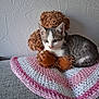 animal, blanket, cat, companion, couch, cozy, cute, feline, gray, indoor, kitten, knitted, pet, pink, resting, soft, stuffed_animal, teddy_bear, toy, white