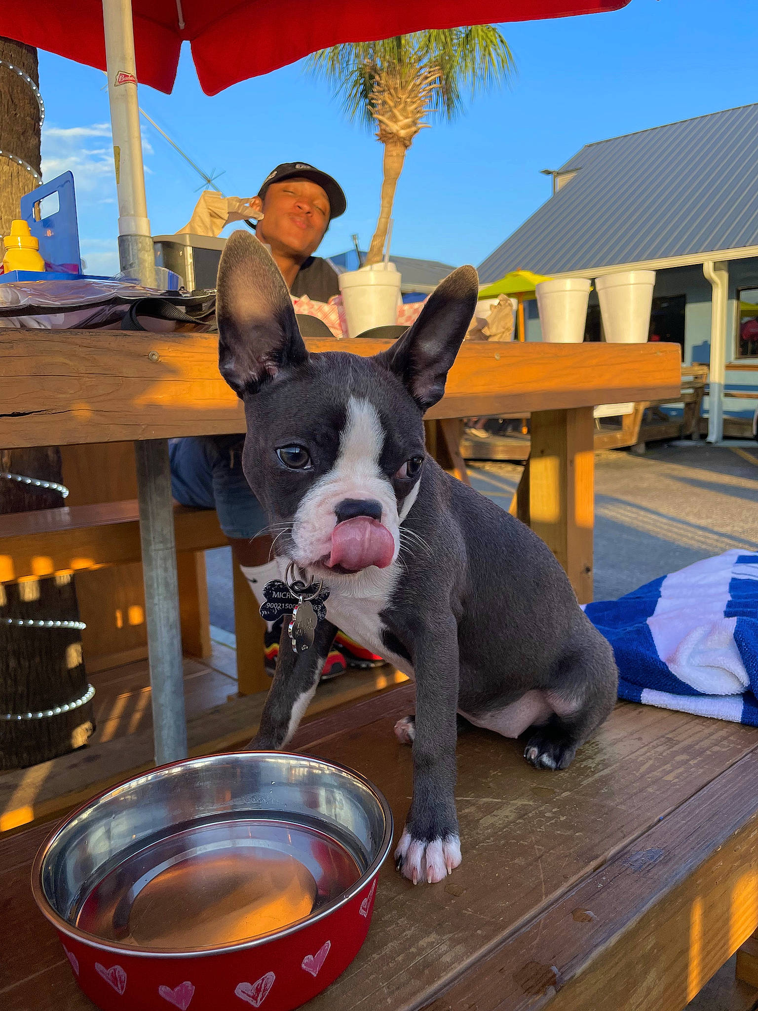 Zelda joined the competition — help win amazing prizes! blue, building, canidae, carnivore, collar, companion_dog, dog, dog_breed, dog_supply, fawn, leisure, shade, sky, snout, sporting_group, table, tree, umbrella, window, working_animal